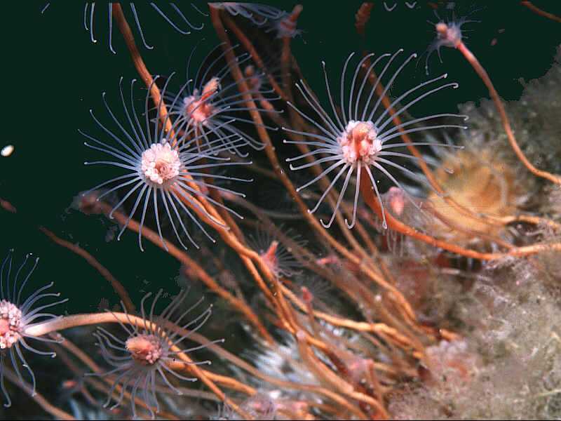 Tubularia indivisa